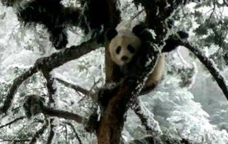 四川芦山县发现野生大熊猫