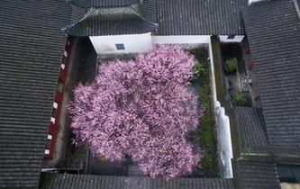 千年古剎梅花開