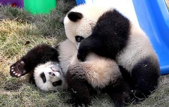 大熊猫龙凤胎宝宝有了新名字