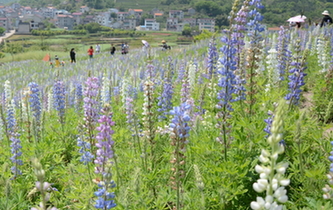 浙江新昌魯冰花海讓人&ldquo;驚艷&rdquo;