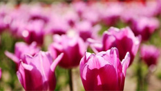 五十余萬株鬱金香綻放甘肅金昌戈壁灘