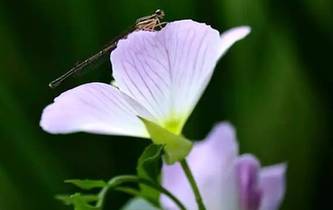 那些時光裏，初夏的模樣