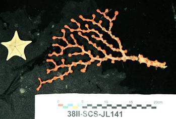 &ldquo;蛟龍&rdquo;號眼中的深海生物世界