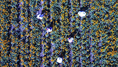 河北圍場金蓮花採摘忙