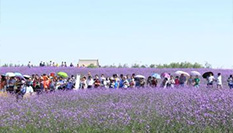 甘肅戈壁花海上演&ldquo;薰衣草之約&rdquo;集體婚禮