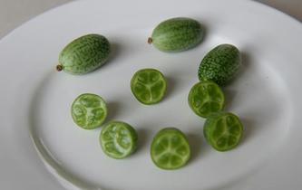 90後大學生回鄉創業引種&ldquo;拇指西瓜&rdquo;