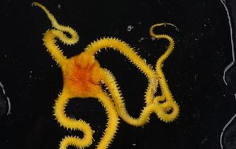 &ldquo;發現&rdquo;號在西太平洋採集到海蛇尾