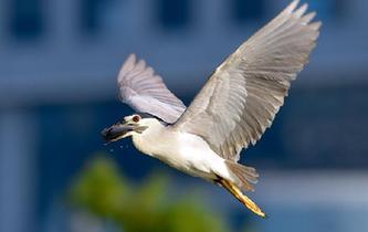 鷺島尋&ldquo;白鷺&rdquo;