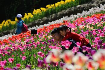 鬱金香盛放引客來