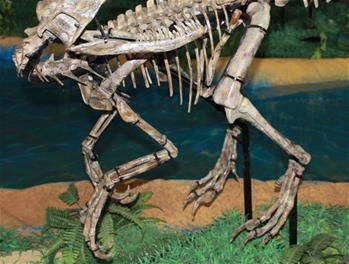 山东诸城发现小型兽脚类恐龙“赵氏怪脚龙”