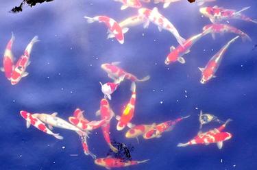 小錦鯉&ldquo;遊&rdquo;出大産業