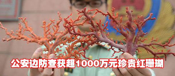 福建公安边防查获超1000万元珍贵红珊瑚