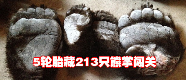5轮胎藏213只熊掌 海关查获最大熊掌走私案(图)