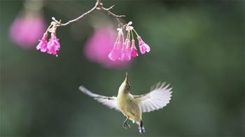 叉尾太陽鳥懸停採蜜