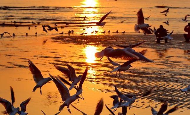 北戴河初春觀鷗舞