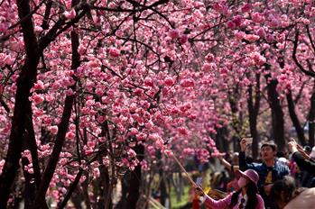 昆明櫻花燦爛醉遊人