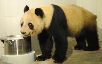大熊猫“蜀兰”回到家乡四川