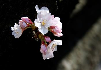 櫻花綻放