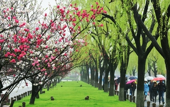 最美桃紅柳綠時