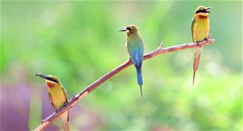 寸金之地養&ldquo;野鳥&rdquo;&mdash;&mdash;廈門五緣灣栗喉蜂虎自然保護區見聞