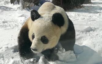 大熊貓雪地撒歡享受雪天樂趣