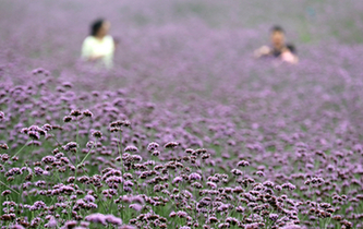 杭州：马鞭草，那一片紫色的花海