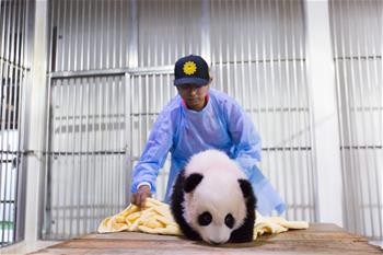 旅马大熊猫的马来西亚“奶爸”