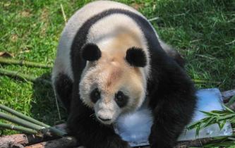 大熊猫“趴冰”消暑