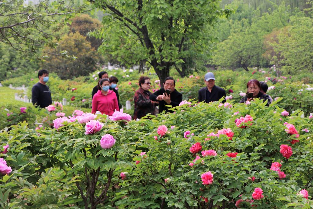 花开盛世 山东菏泽的“花”样生活