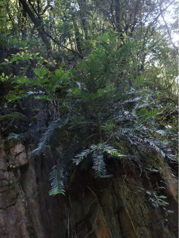 重庆阴条岭发现植物“活化石”穗花杉种群 面积最大