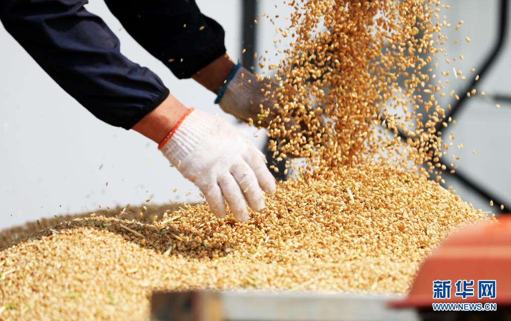 山东5985万亩小麦开始收获