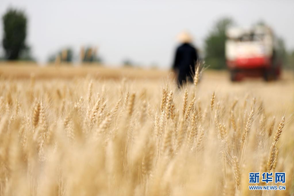 山东5985万亩小麦开始收获