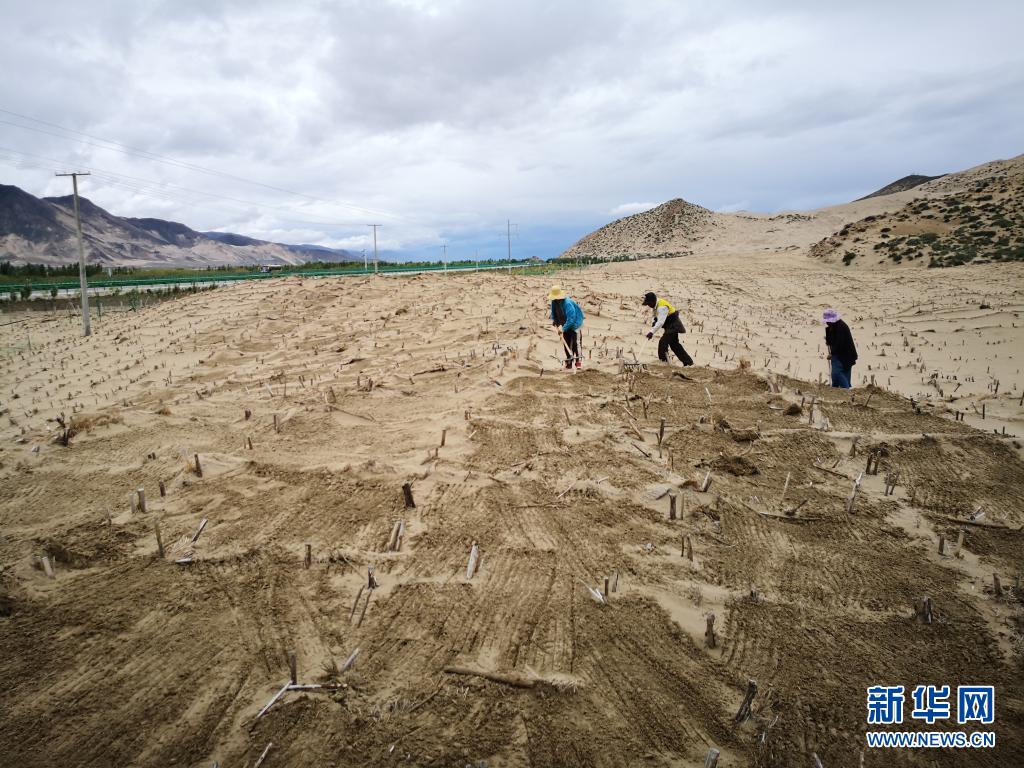 西藏“母亲河”沿岸造起“绿色长廊