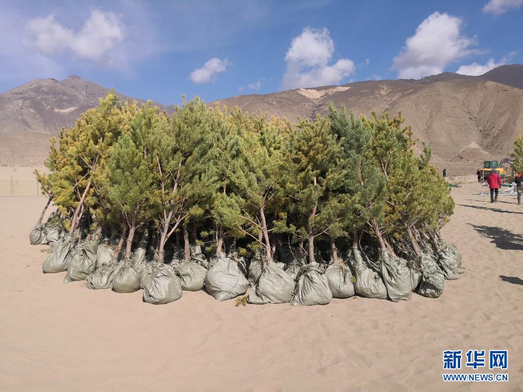 西藏“母亲河”沿岸造起“绿色长廊
