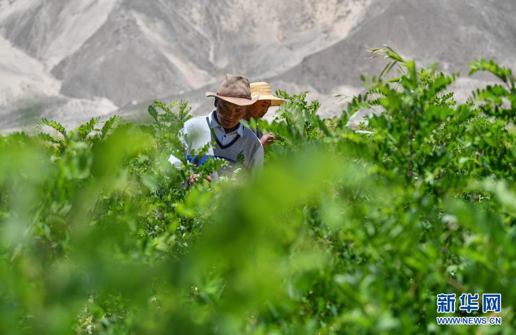 西藏“母亲河”沿岸造起“绿色长廊