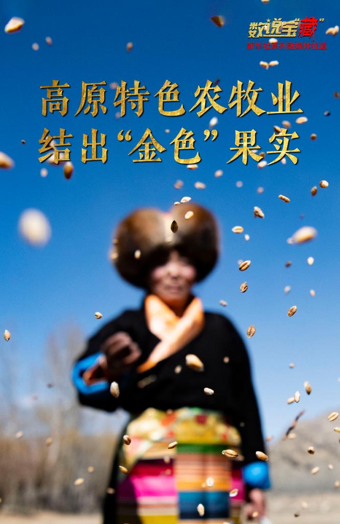 “数说宝“藏”·70年巨变丨西藏农牧业跨越式发展结出“金色”果实