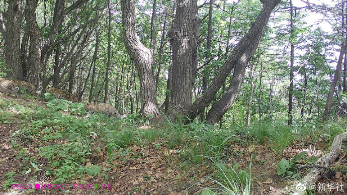 山西自然保护区首次拍摄到4只华北豹同框活动画面