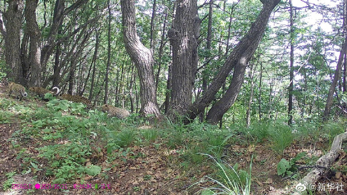 山西自然保护区首次拍摄到4只华北豹同框活动画面