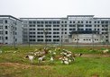 安徽萧县新建办公楼变“放羊场”