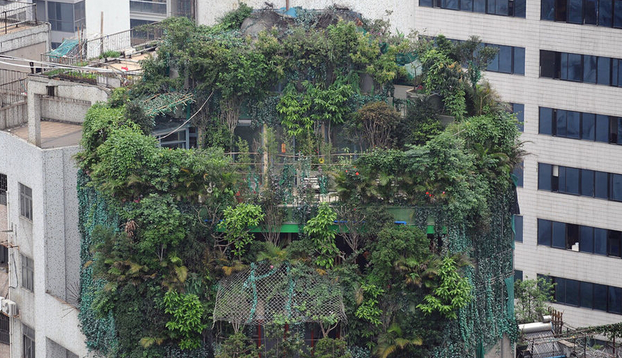 广州最牛违建用&ldquo;空中密林&rdquo;做掩护