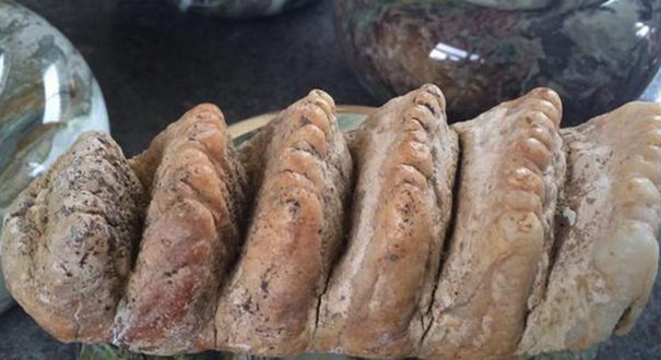 组图：四川村民溶洞内发现&ldquo;六排牙齿化石&rdquo;