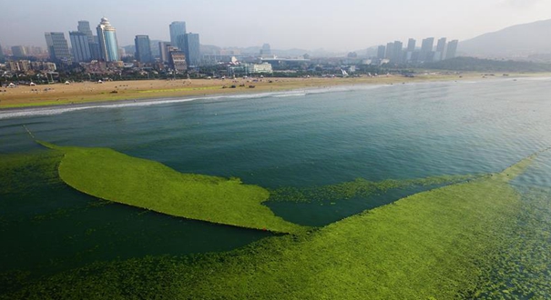青岛阻击浒苔登陆海滩
