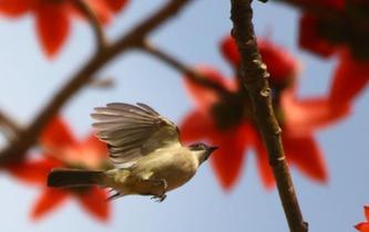 三亞木棉美麗綻放迎客來