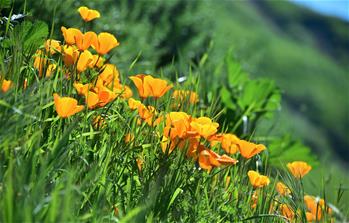 美國加州：野花怒放