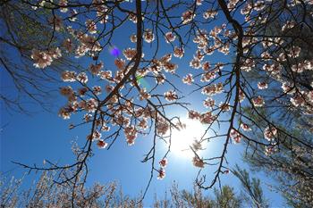 新疆哈密：山杏花開迎客來