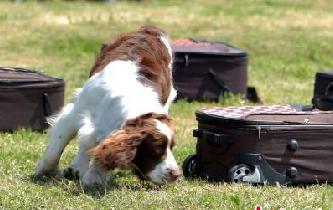 浙江省公安機關開展警犬技術大比武