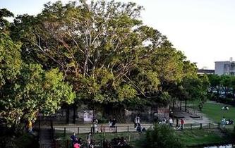 安平&ldquo;樹屋&rdquo;：自然與人工共融