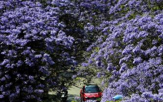 藍花楹盛放昆明街頭 市民穿行浪漫花街