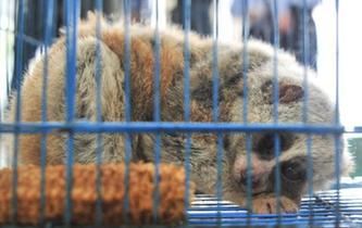 雲南破獲特大網絡交易野生動物案