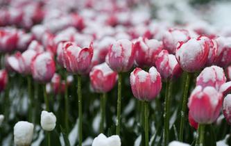 俄羅斯新西伯利亞市五月雪景